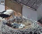 Capi_Dubne_20250614_143003.jpg