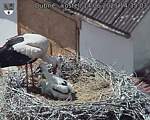 Capi_Dubne_20250614_143503.jpg