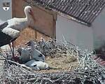 Capi_Dubne_20250614_145002.jpg
