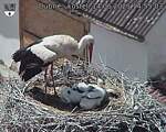 Capi_Dubne_20250614_145503.jpg