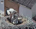 Capi_Dubne_20250614_150503.jpg