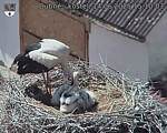 Capi_Dubne_20250614_151003.jpg