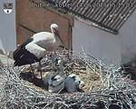 Capi_Dubne_20250614_151503.jpg