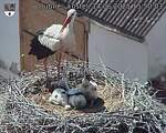 Capi_Dubne_20250614_155003.jpg