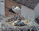 Capi_Dubne_20250614_160002.jpg