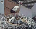 Capi_Dubne_20250614_160502.jpg