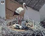 Capi_Dubne_20250614_161003.jpg