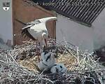 Capi_Dubne_20250614_165502.jpg