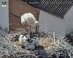 Capi_Dubne_20250614_170004.jpg