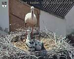 Capi_Dubne_20250614_170504.jpg