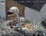 Capi_Dubne_20250614_172004.jpg