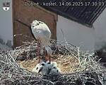 Capi_Dubne_20250614_173003.jpg