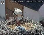 Capi_Dubne_20250614_173504.jpg