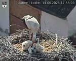 Capi_Dubne_20250614_175503.jpg