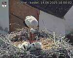 Capi_Dubne_20250614_180002.jpg