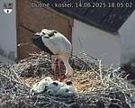 Capi_Dubne_20250614_180502.jpg