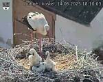 Capi_Dubne_20250614_181003.jpg