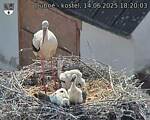 Capi_Dubne_20250614_182003.jpg