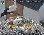 Capi_Dubne_20250614_182502.jpg