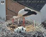 Capi_Dubne_20250614_183003.jpg
