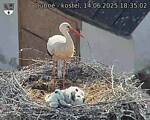 Capi_Dubne_20250614_183502.jpg