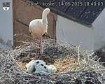 Capi_Dubne_20250614_184003.jpg