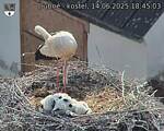 Capi_Dubne_20250614_184503.jpg