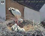 Capi_Dubne_20250614_185003.jpg