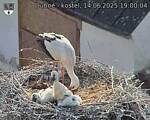 Capi_Dubne_20250614_190004.jpg