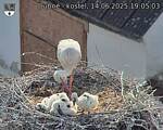 Capi_Dubne_20250614_190503.jpg