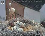 Capi_Dubne_20250614_193002.jpg