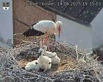 Capi_Dubne_20250614_193503.jpg
