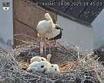 Capi_Dubne_20250614_194503.jpg
