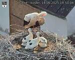 Capi_Dubne_20250614_195004.jpg