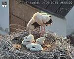Capi_Dubne_20250614_195502.jpg