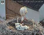 Capi_Dubne_20250614_200004.jpg