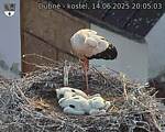 Capi_Dubne_20250614_200503.jpg