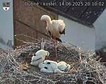 Capi_Dubne_20250614_201002.jpg