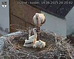 Capi_Dubne_20250614_202002.jpg