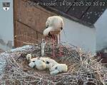 Capi_Dubne_20250614_203002.jpg