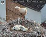 Capi_Dubne_20250614_203502.jpg