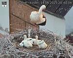 Capi_Dubne_20250614_204004.jpg