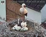 Capi_Dubne_20250614_204502.jpg