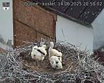 Capi_Dubne_20250614_205002.jpg