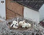 Capi_Dubne_20250614_205504.jpg