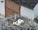 Capi_Dubne_20250614_211503.jpg