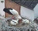Capi_Dubne_20250614_212002.jpg
