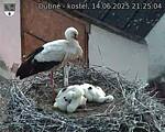Capi_Dubne_20250614_212504.jpg