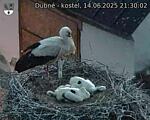 Capi_Dubne_20250614_213002.jpg
