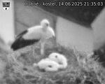 Capi_Dubne_20250614_213503.jpg